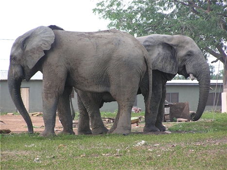 Ghana History and Culture<br>Mole National Park