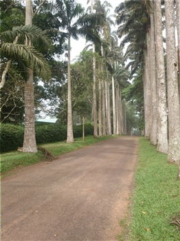 Romantic places to visit in Ghana<br>Aburi Botanical Gardens