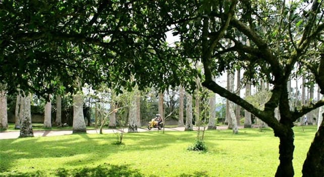 Aburi Botanical Gardens<br>A view of the main lawn