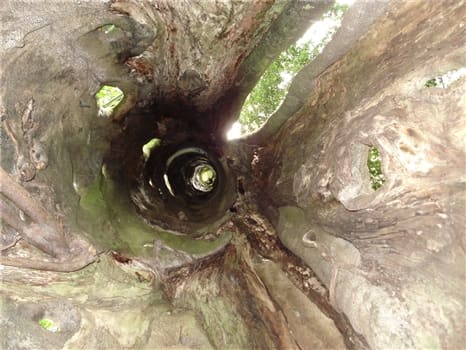 Aburi Botanical Gardens<br>Hollow tree