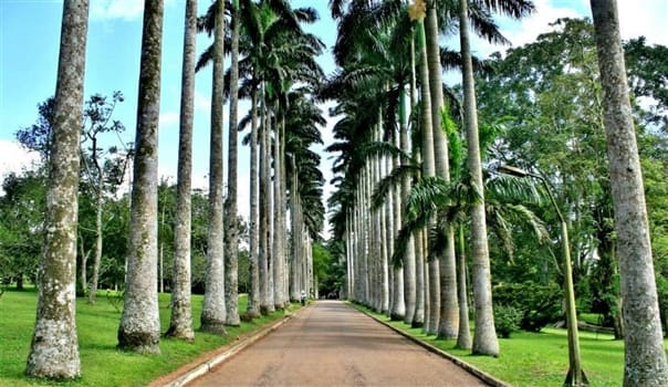 Aburi Botanical Gardens<br>The main entrance road into Aburi