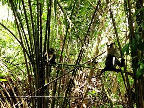 Boabeng Fiema Monkey Sanctuary<br>Mona Monkey