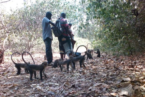 Boabeng Fiema Monkey Sanctuary<br>Visitors at the Monkey Sanctuary