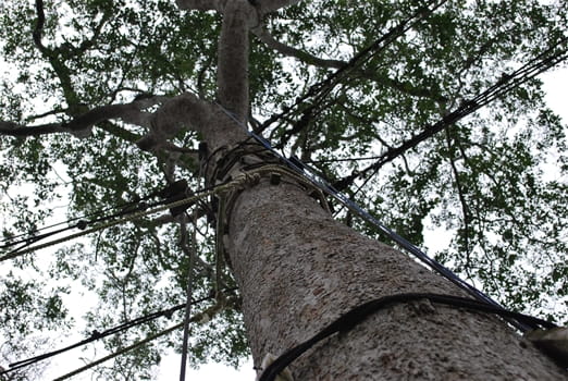Kakum National Park<br>The canopy walk rigging to the trees
