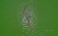 Paga Crocodile Pond