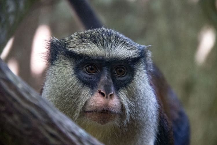 Tafi-Atome Monkey Sanctuary<br>Close up