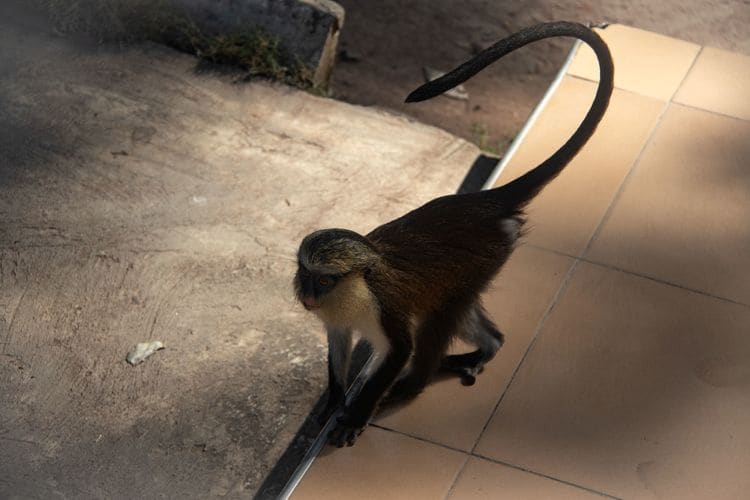 Tafi-Atome Monkey Sanctuary<br>Monkeys roam around free