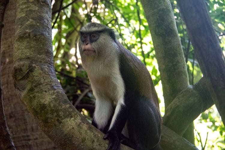 Tafi-Atome Monkey Sanctuary<br>Close up