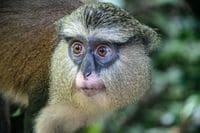 Tafi-Atome Monkey Sanctuary