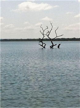 Volta Lake<br>Dead trees in Volta Lake cause danger