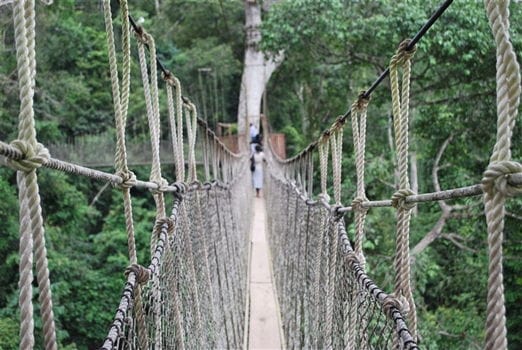 Cape Coast Travel Guide<br>Kakum National Park
