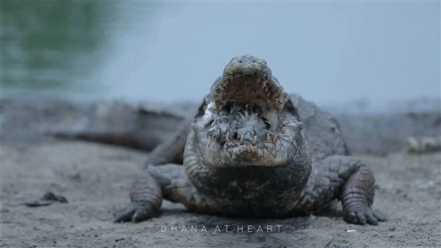 Ecotourism in Ghana<br>Ghana at Heart - Crocodile