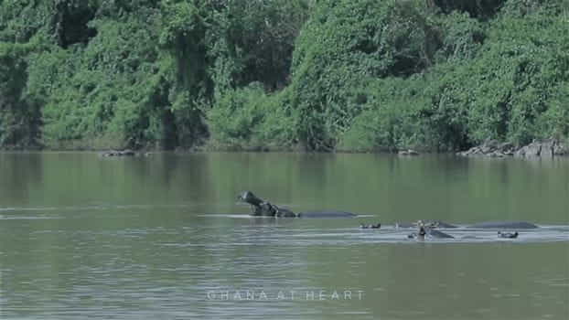 Ecotourism in Ghana<br>Ghana at Heart - Hippos