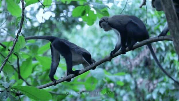 Ecotourism in Ghana<br>Ghana at Heart - Monkeys