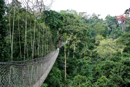 Travelling to Ghana with kids<br>Kakum National Park