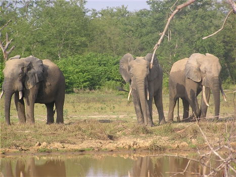 UNESCO World Heritage sites to visit in Ghana<br>Mole National Park